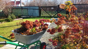 ОСЕННЯЯ УБОРКА УЧАСТКА/ ПОДГОТОВКА К ЗИМЕ/ 20.10.2023 г.