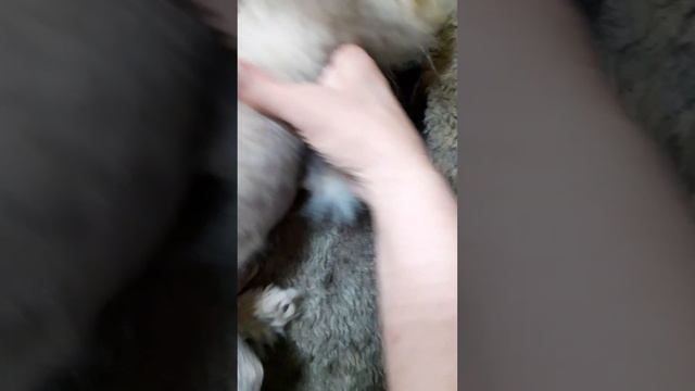 ШПИЦ АЛОПЕЦИЯ ЧАСТЬ 2 МОЁ ЛЕЧЕНИЕ