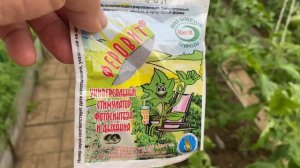 Хлороз на томатах и перцах- методы лечения