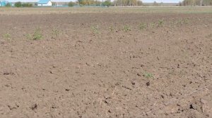 Посадка жимолости. Осенняя посадка жимолости