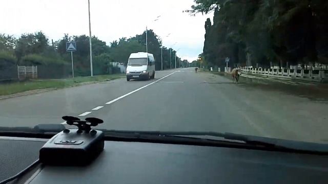 Священные животные Абхазии смотреть онлайн