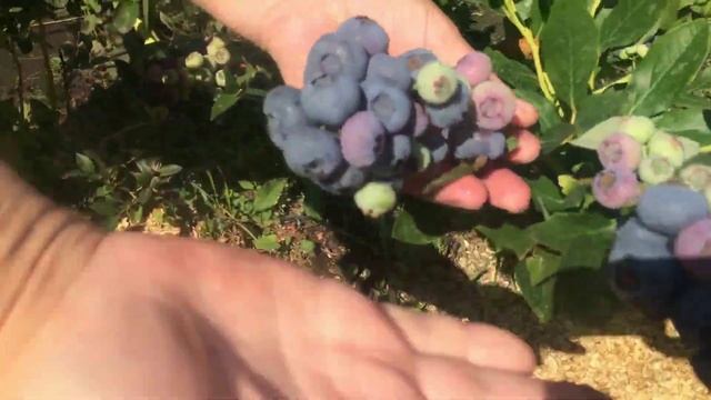 Голубика в Сибири.mp4 смотреть онлайн