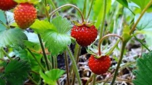 Лесные ягоды