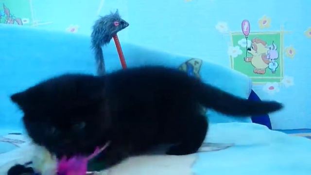 Черный плюшевый котик