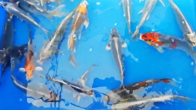 Карпы кои Куджаку . 23-33 см, 16 месяцев. смотреть онлайн