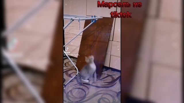 Марсель видео из tiktok