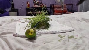 Птичкины красавчики попугайчики ❤️