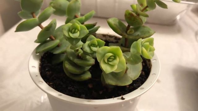 Crassula perforata leaf and stem cutting propagation results смотреть онлайн