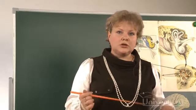 Орган осязания