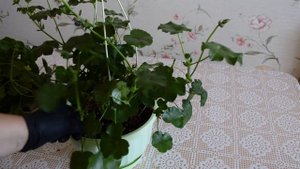 Осенняя обрезка плющелистных пеларгоний