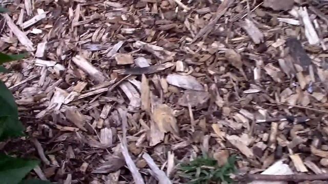 Pepper Update for June. Oda, Black Hungarian, Marconi Red, Midnight Dreams and More. смотреть онлайн