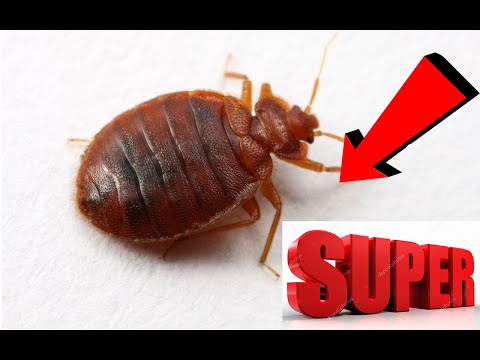 Как избавиться от клопов за 3 минуты