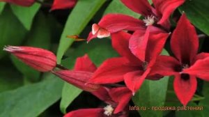 Клематис ботанический Гравети Бьюти ? обзор: как сажать, саженцы клематиса Гравети Бьюти