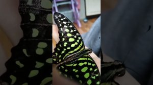 Бабочкарий. Вылупилась из кокона первая бабочка