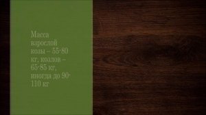 Зааненские козы. Описание породы.