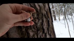 Собираю сосновую живицу.