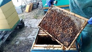 Подсадка пчеломатки , приём на 100 процентов.
