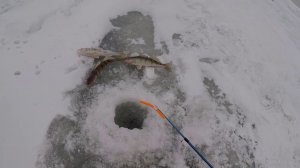 ЛОВЛЯ БЕРША НА ВОЛГЕ|ЗИМНЯЯ РЫБАЛКА|АДМИРАЛ+ТЮЛЬКА=БЕРШ|