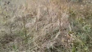 Большая приваловка, Дом 48 м² на участке 40 сот.