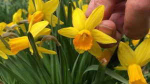 Jetfire Daffodils | Bulbs in Bloom
