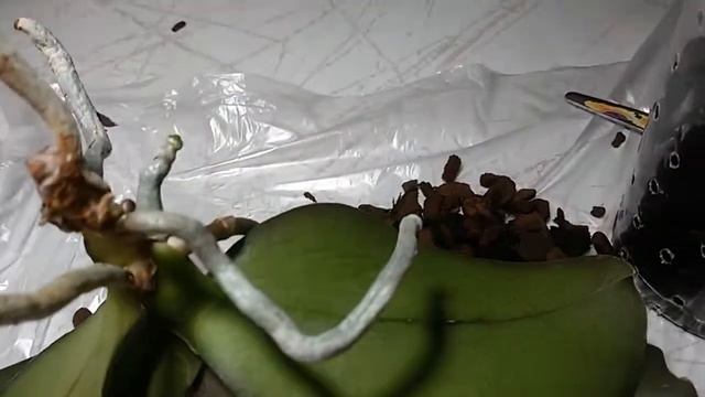 БЕЛАЯ ПЛЕСЕНЬ НА КОРНЯХ У ФАЛЕНОПСИСА KAODA TWINKLE смотреть онлайн