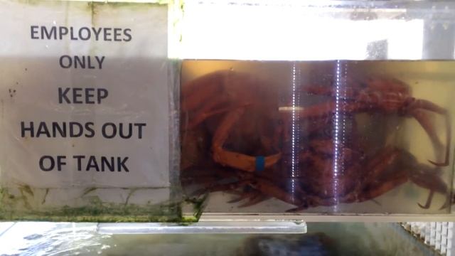 Необычное место в Майами. Рыбный магазин. Fish Market in Miami