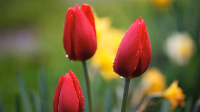 Позвольте женщине! смотреть онлайн