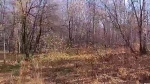 песня " спасибо осень" музыка и исполнение Леонида Бутырина на мои стихи...