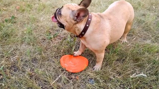 Французский бульдог играет с летающей тарелкой смотреть онлайн