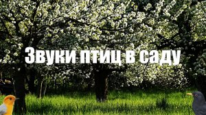 В саду пение птиц и звуки природы