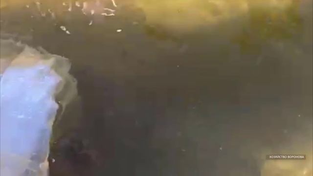 Зарыбление судака на озере Шейно. Тверская область