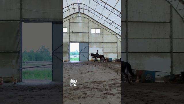 Оксана и Джуниор. Кавалетти на шагу