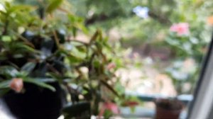 Красивоцветущие комнатные растения, для дома, квартиры.