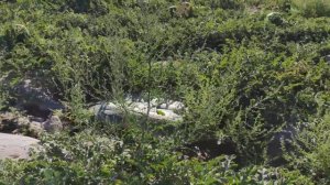 Арбузная бахча около города Кунаев / Капчагай