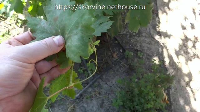 Результат обработки виноградника раствором марганцовки