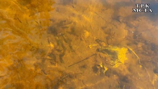 Путешествие № 1 Окуловский р-он, Новгородской обл. оз. Окуловское смотреть онлайн