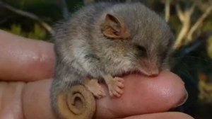 КАРЛИКОВЫЙ ПОССУМ. КАК ВЫЖИВАЕТ 7 ГРАММОВ ОЧАРОВАНИЯ?