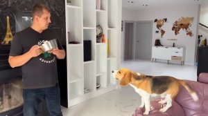 БАТЯ ЧТО -ТО СКРЫВАЕТ. БРОС ШОУ ПЕТ