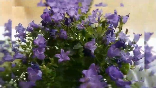 meteola метеола белая смотреть онлайн