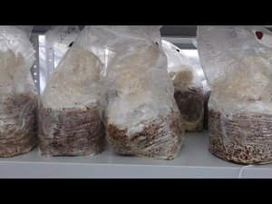 Пастеризатор. Грибные блоки Ежевик Гребенчатый, Рейши, Траметес.