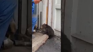 маленького медвежонка нашли в контейнере