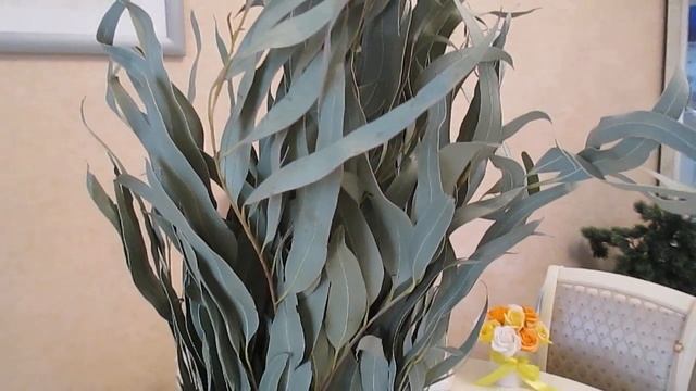 Эвкалипт??? смотреть онлайн