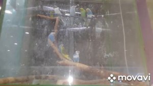 ЗООМАГАЗИН И ПОПУГАЙ АРА.