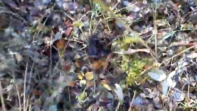 заготовка сабельника болотного смотреть онлайн