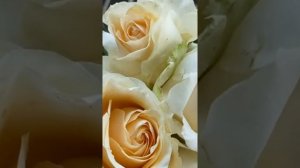 Роза Пич Аваланж Чайно гибридная,Нидерланды,2007г.Peach Avalanche.