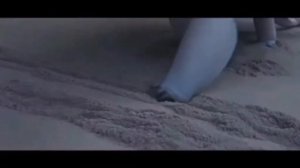 ?Премьера! (Дневная фурия и Ночная фурия!)