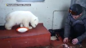 Π‘ΠΏΠ°ΡΡΠΈ Π³Π»Π°Π²Π½ΡΠΉ ΡΠΈΠΌΠ²ΠΎΠ» ΠΡΠΊΡΠΈΠΊΠΈ: Π² Π―ΠΊΡΡΠΈΠΈ ΠΏΠΎΡΠ²ΠΈΡΡΡ Π·Π°ΠΏΠΎΠ²Π΅Π΄Π½ΠΈΠΊ Β«ΠΠ΅Π΄Π²Π΅ΠΆΡΠΈ ΠΎΡΡΡΠΎΠ²Π°Β»