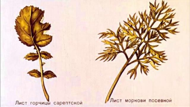 Строение и разнообразие листьев Внешнее строение листа