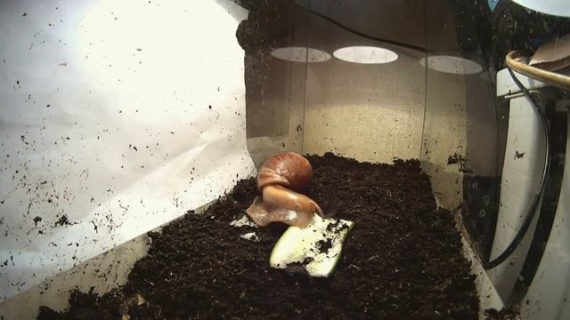 Невероятное - это улитки и огурцы (снято на Sony HDR-AS20) смотреть онлайн