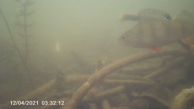 ЛОВЛЯ НА ЖЕРЛИЦЫ. ПОДВОДНЫЕ СЪЁМКИ. смотреть онлайн